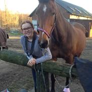 Dansk Varmblod Vestervangs Trésor