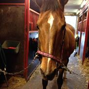 Dansk Varmblod Vestervangs Trésor