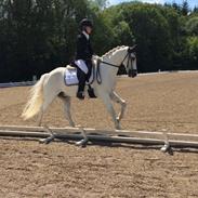 Welsh Pony (sec B) Bohemo Greco