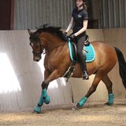 DSP Remontes Casanova