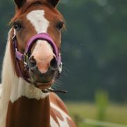 Anden særlig race Hope Silverstar