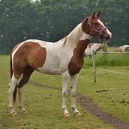 Anden særlig race Hope Silverstar