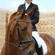 Palomino Yaspisgårds Enigma