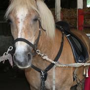 Haflinger Havanna