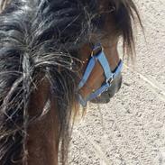 Irish Cob King Romany Vanner