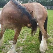Irish Cob King Romany Vanner