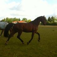 Dansk Varmblod Disco-Wi