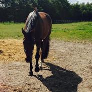 Dansk Varmblod Disco-Wi