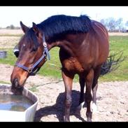 Dansk Varmblod Disco-Wi