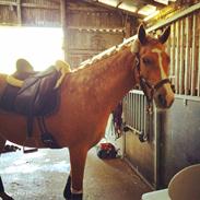 Palomino Studsdals Hannah Montana