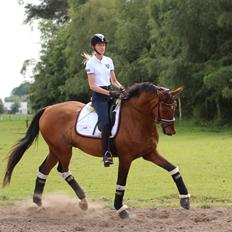 Dansk Varmblod Thybo's l'easter