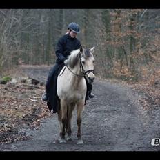 Anden særlig race Felix