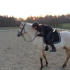 Anden særlig race Felix