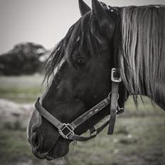 Tobiano Friesian - Amigo | Skovbjerggårds Frieser |