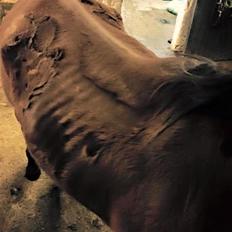 Fuldblod (XX) Hans  tidligere hest