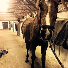 Fuldblod (XX) Hans  tidligere hest