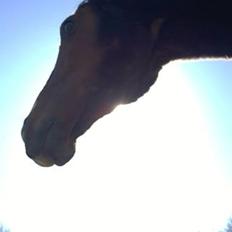 Fuldblod (XX) Hans  tidligere hest