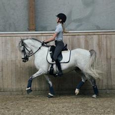 Anden særlig race CHEVAL B-pony