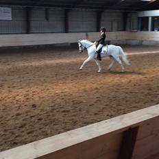 Welsh Pony (sec B) Bohemo Greco