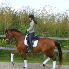 Dansk Varmblod Fiona By West