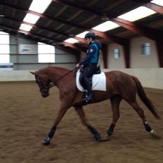 Dansk Varmblod Knunie's Zabella