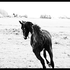 Traver Alonzo af Kogsbølle