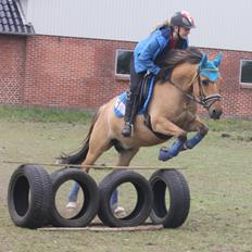 Anden særlig race Proud Polo