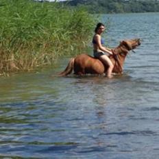 Anden særlig race Prins