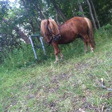 Anden særlig race Prins