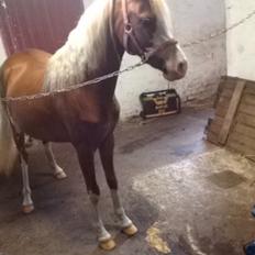 Anden særlig race Lilje