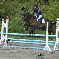 Lusitano Lipizzaner. Selbygårds Pillo Filippos