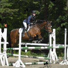 Lusitano Lipizzaner. Selbygårds Pillo Filippos
