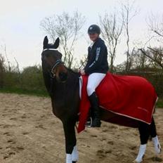 Dansk Varmblod Engvang's Cadeau