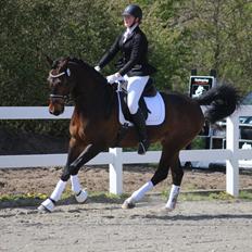 Dansk Varmblod Engvang's Cadeau