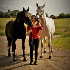 Dansk Varmblod | Kløvers Ronja