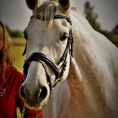 Dansk Varmblod | Kløvers Ronja