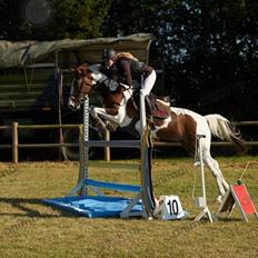 Hollandsk Sportspony Monique (For sale)