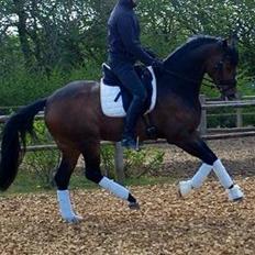 Dansk Varmblod Grandalgårds moon dancer