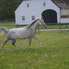 Arabisk fuldblod (OX) Cassie ox