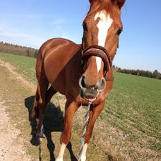 Dansk Varmblod Kiwi Bramdal