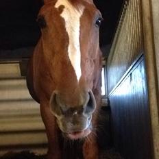 Dansk Varmblod Kiwi Bramdal