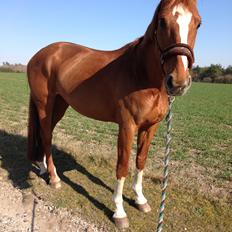 Dansk Varmblod Kiwi Bramdal