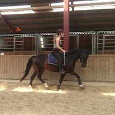 Tysk Sportspony AMK's Halo