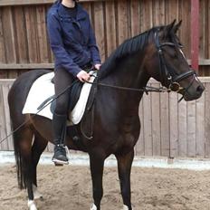 Tysk Sportspony AMK's Halo