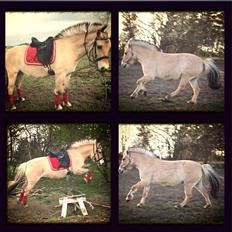 Fjordhest  Skovstedlunds Lotte SOLGT