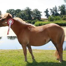 Dansk Miniature Kom-Foxy Lady of Eagle