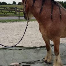 Irish Cob King Romany Vanner