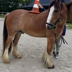 Irish Cob King Romany Vanner
