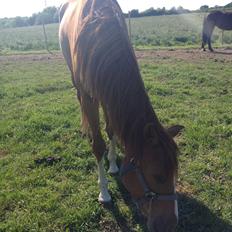 Dansk Varmblod Balou