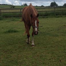 Dansk Varmblod Balou